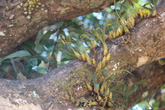 Coelogyne