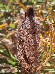 Banksia attenuata
