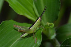 Staurorhectus longicornis
