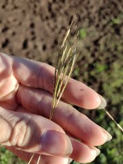 Bothriochloa pertusa
