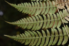 Dryopteris cochleata
