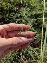 Eragrostis tenuifolia