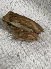 Litoria ewingii