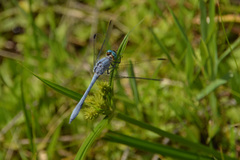 Micrathyria ungulata