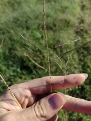 Dichanthium annulatum annulatum