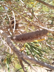 Banksia attenuata