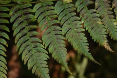Dryopteris cochleata