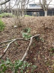 Cercocarpus traskiae