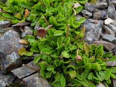 Brachyscome sinclairii