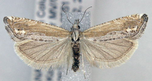 Eucosma perangustana