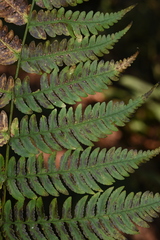 Dryopteris cochleata