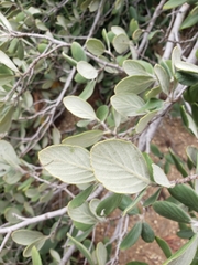Cercocarpus traskiae