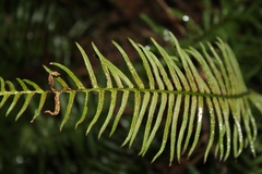 Pteris longifolia