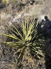Agave lechuguilla