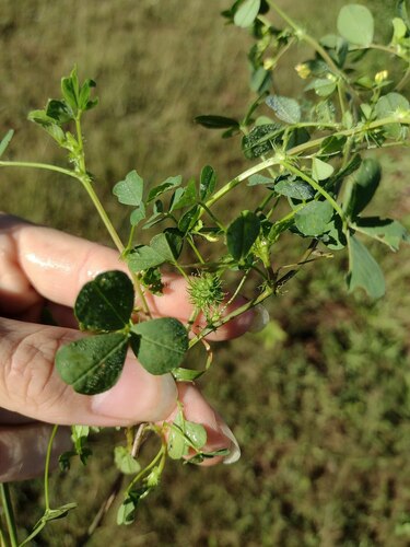 Medicago polymorpha observed 2022-12-27