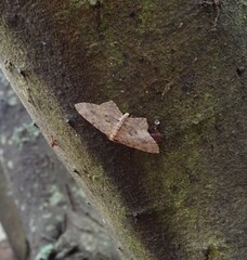 Poecilasthena scoliota