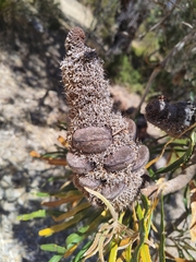 Banksia attenuata