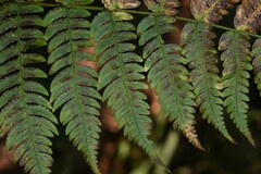 Dryopteris cochleata
