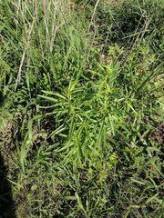 Gomphocarpus physocarpus