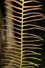 Pteris longifolia