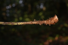 Dryopteris cochleata