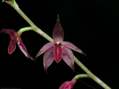 Platystele consobrina