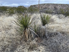 Yucca baccata brevifolia
