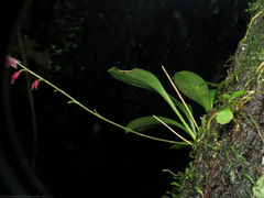 Platystele consobrina