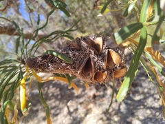 Banksia attenuata
