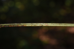 Dryopteris cochleata