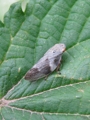 Aphrophora alni