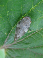 Aphrophora alni