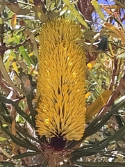Banksia attenuata