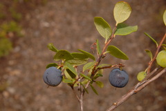 Vaccinium uliginosum