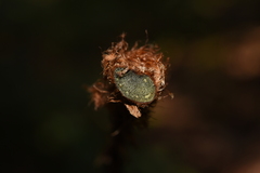 Dryopteris cochleata