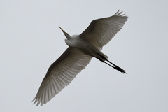 Ardea alba
