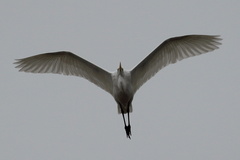 Ardea alba