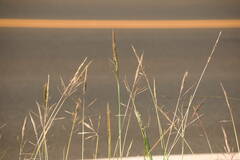 Bothriochloa bladhii