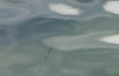 Melanotaenia splendida splendida