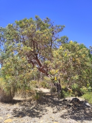 Banksia attenuata