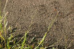 Urochloa plantaginea