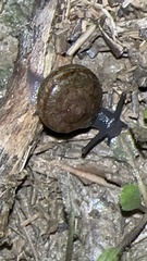 Helminthoglypta tudiculata