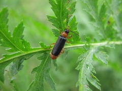 Cantharis flavilabris
