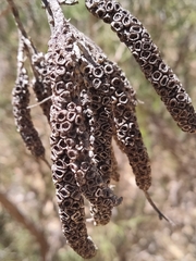 Melaleuca huegelii