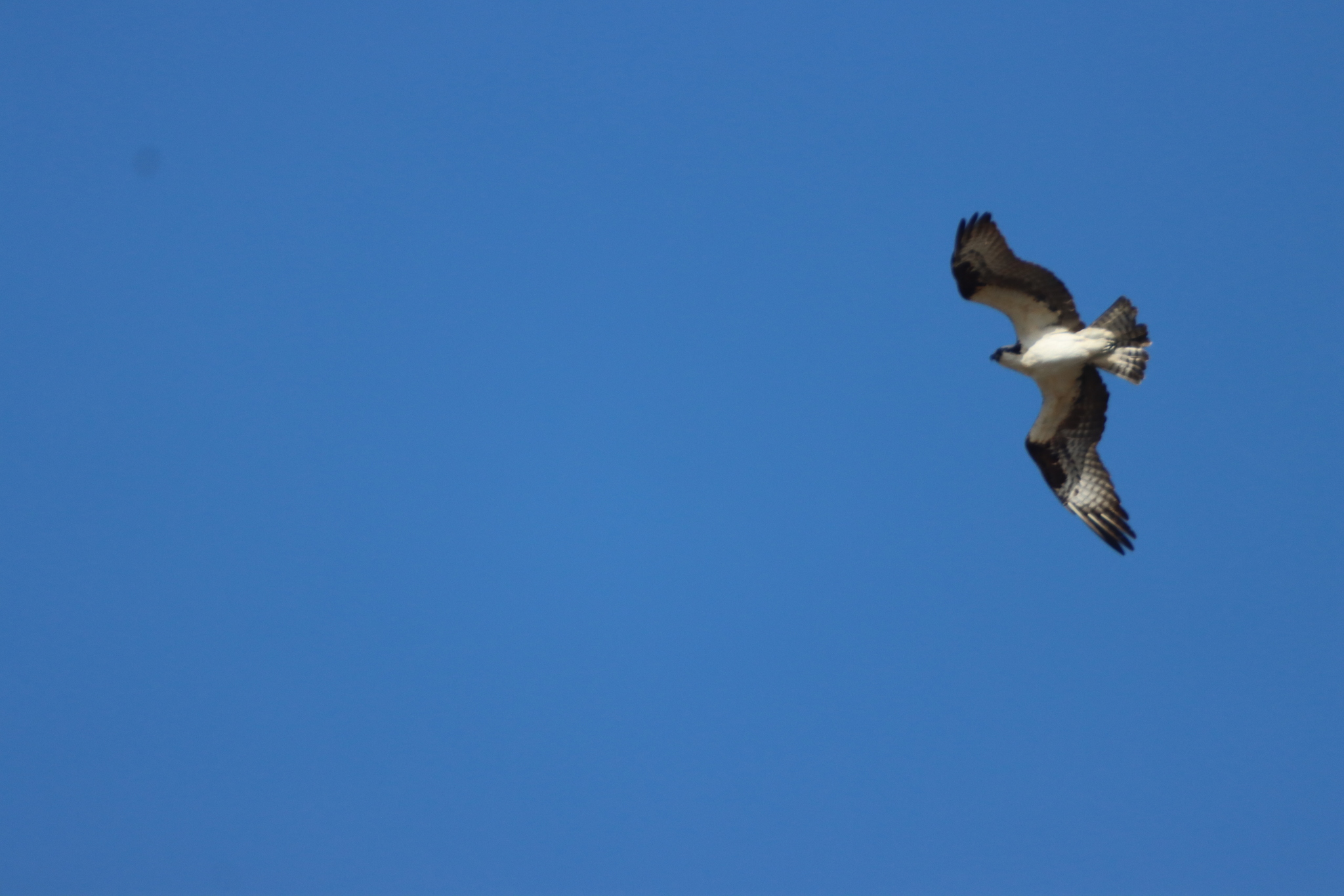 Pandion haliaetus (Linnaeus, 1758)