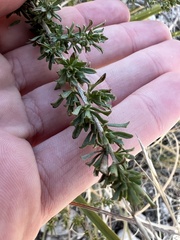 Baccharis pteronioides