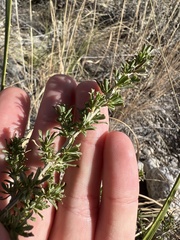 Baccharis pteronioides