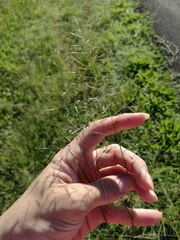 Eragrostis tenuifolia