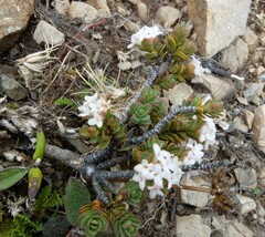 Pimelea traversii
