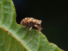 Storeus albosignatus
